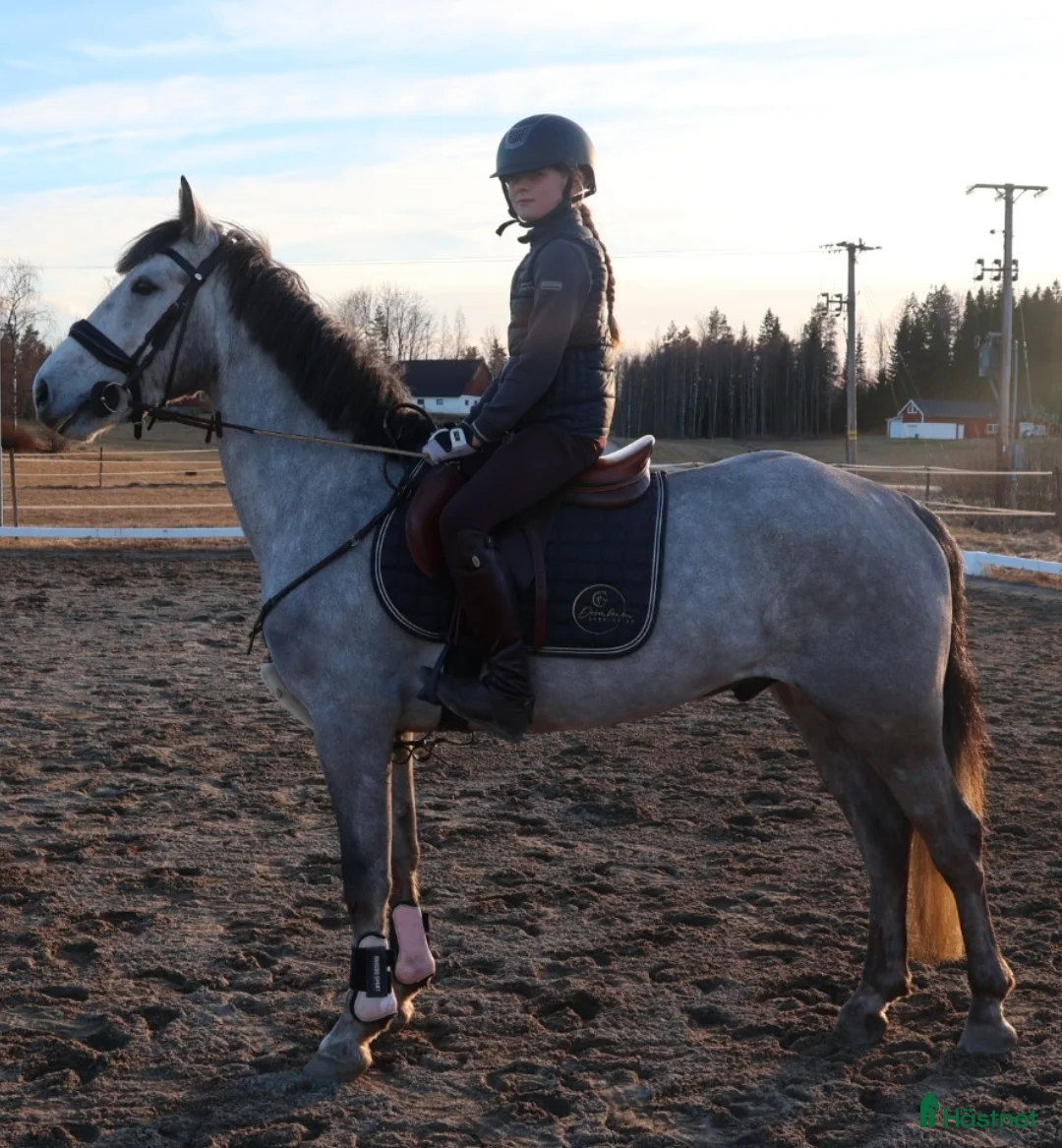 Allround hästar till salu: Drömponnyn ✨️🩶 - Annons 2