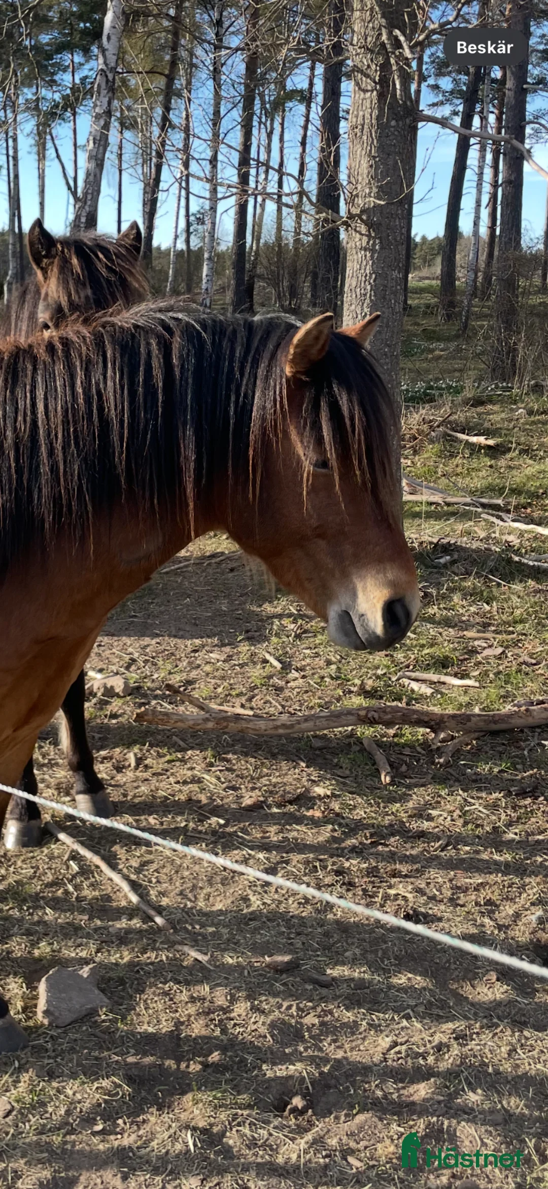 Allround hästar till salu: Gotlandsruss 3 år - Annons 2