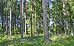  hästgårdar till salu: 68ha Ståtlig skogsgård * VISNING 10 AUG * i Lidhult - Bild 21
