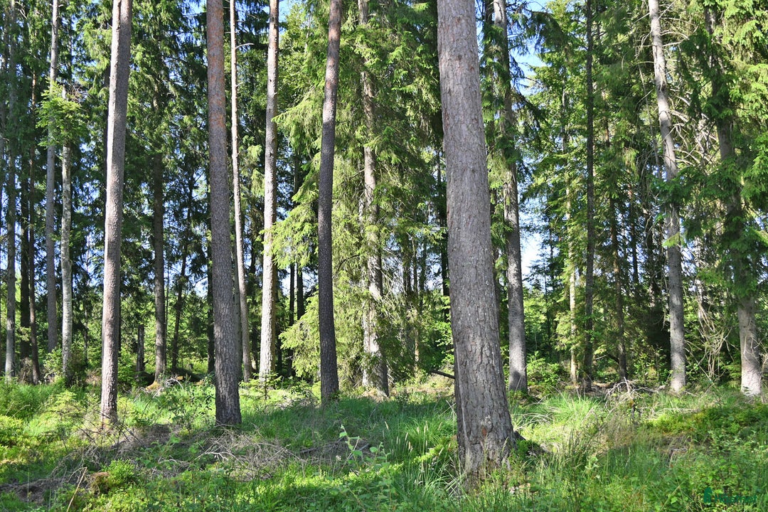  hästgårdar till salu: 68ha Ståtlig skogsgård * VISNING 10 AUG * i Lidhult - Bild 21