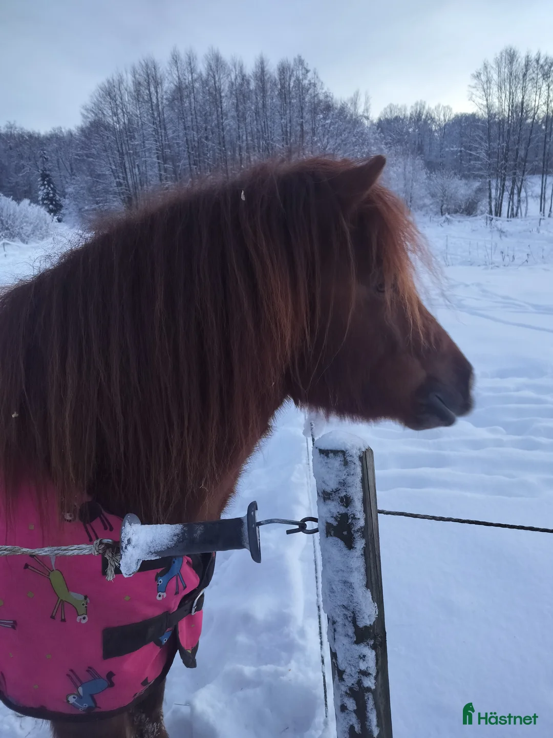 Trav hästar till salu: Söker nytt hem.  i Tostared - Annons 1