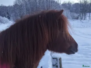 hästar Söker nytt hem. i Tostared - Annons 1