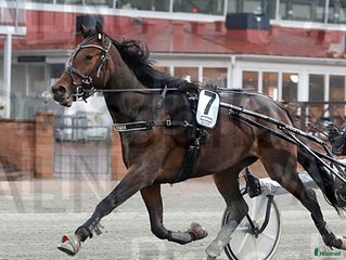 hästar Start häst i Djurås - Annons 11