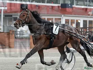 hästar Start häst i Djurås - Annons 13