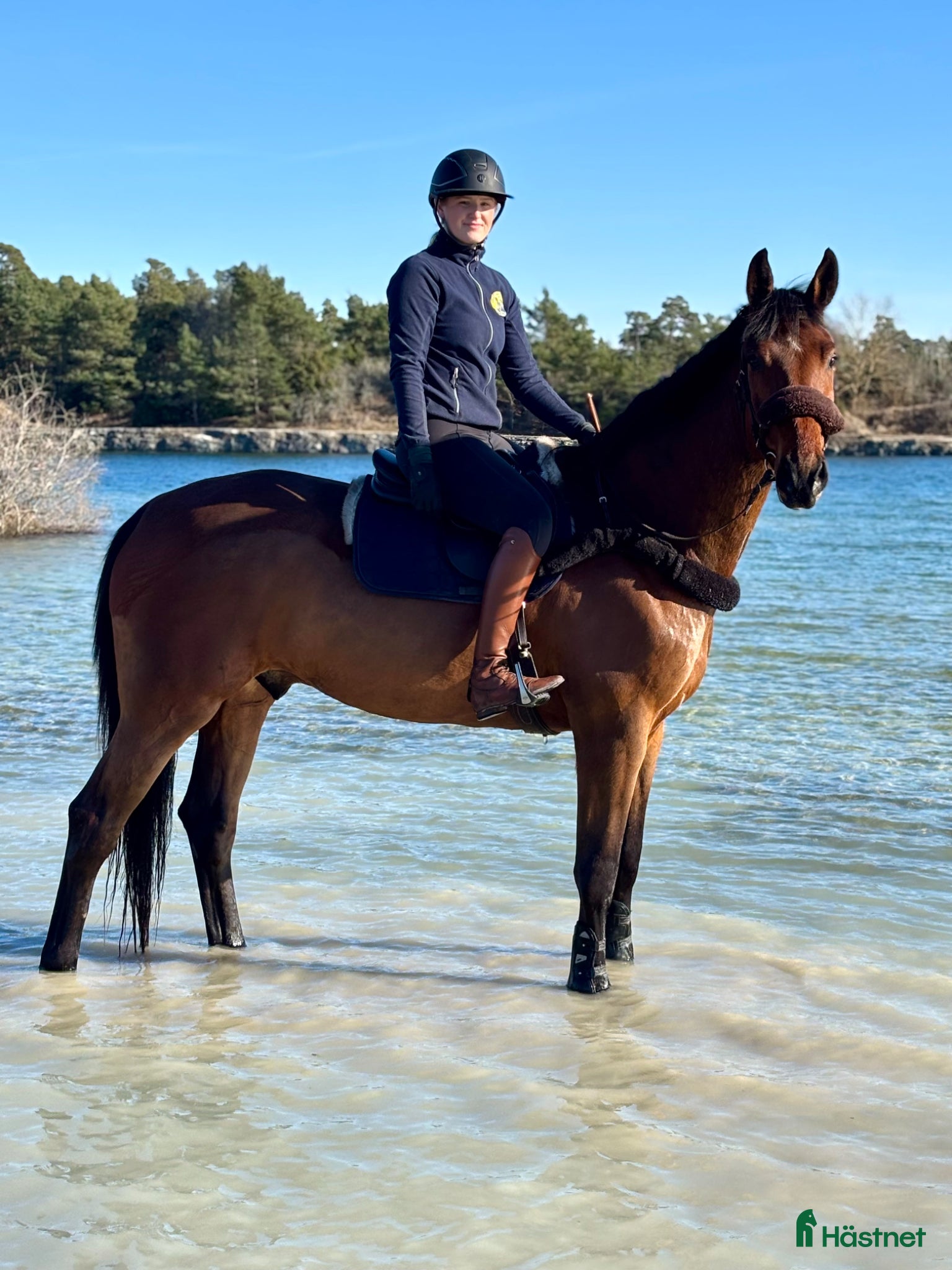  hästar Modig valack - Annons 15