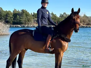 hästar Modig valack - Annons 15