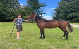 Trav hästar till salu: Snygg 1-årig hingst till trav i Skurup - Bild 5