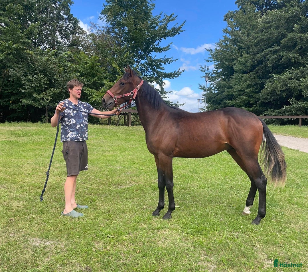 Trav hästar till salu: Snygg 1-årig hingst till trav i Skurup - Bild 5