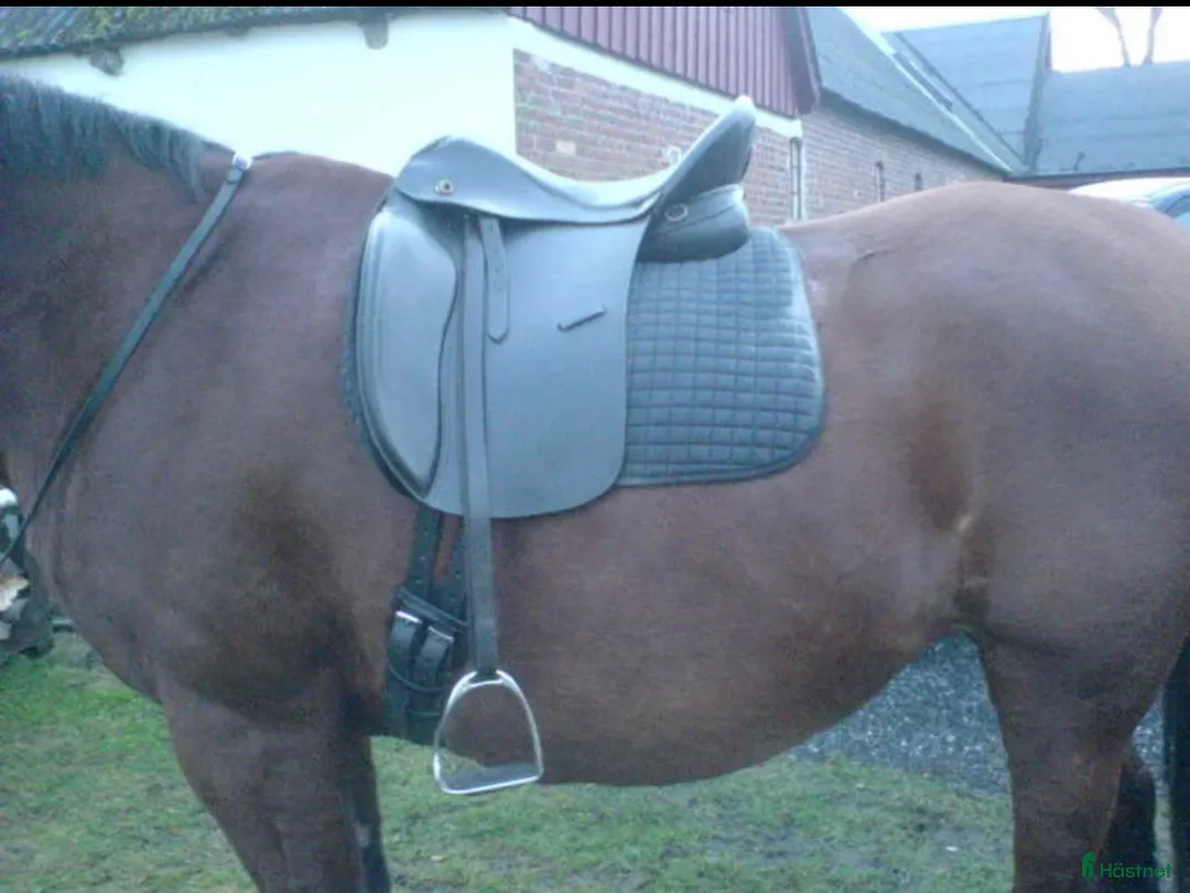 Sadlar hästutrustning till salu: Trekker Master - Annons 1