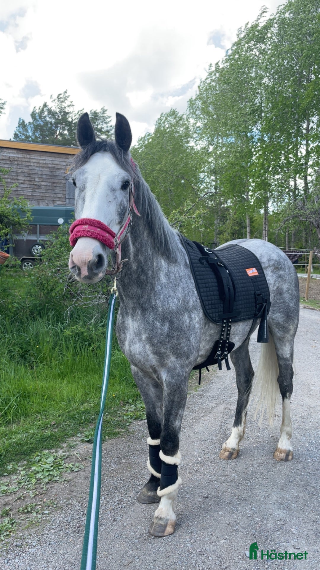 Allround hästar till salu: Intresse koll, häst med guldhjärta  i Rimbo - Annons 5