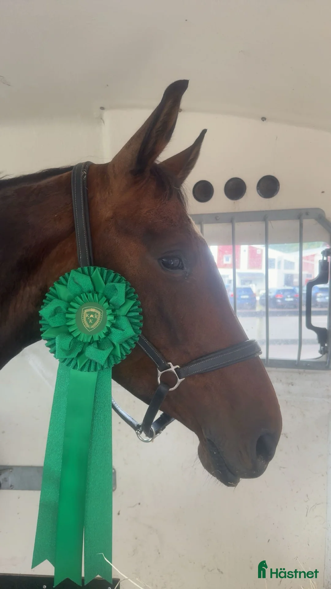 Hoppning hästar till salu: Fint hoppsto! - Annons 1