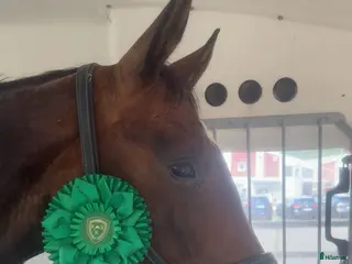 hästar Fint hoppsto! - Annons 14