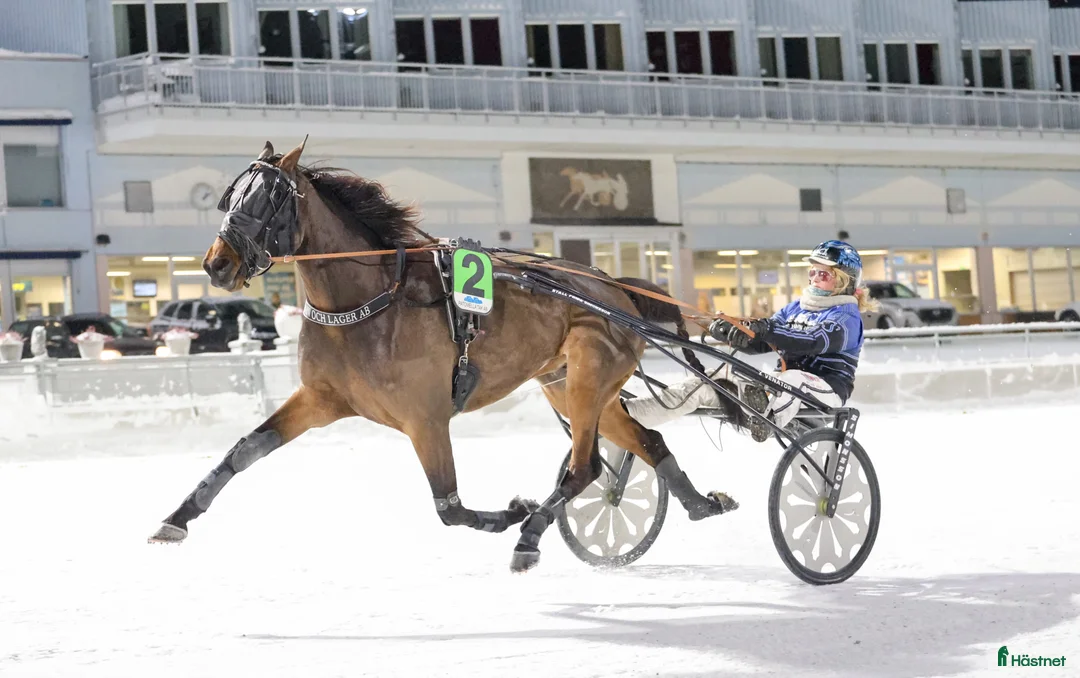 Travsulkys trav till salu: Vagnar säljes  i Boden - Annons 2