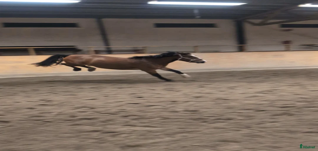 Galleribild {{count}}