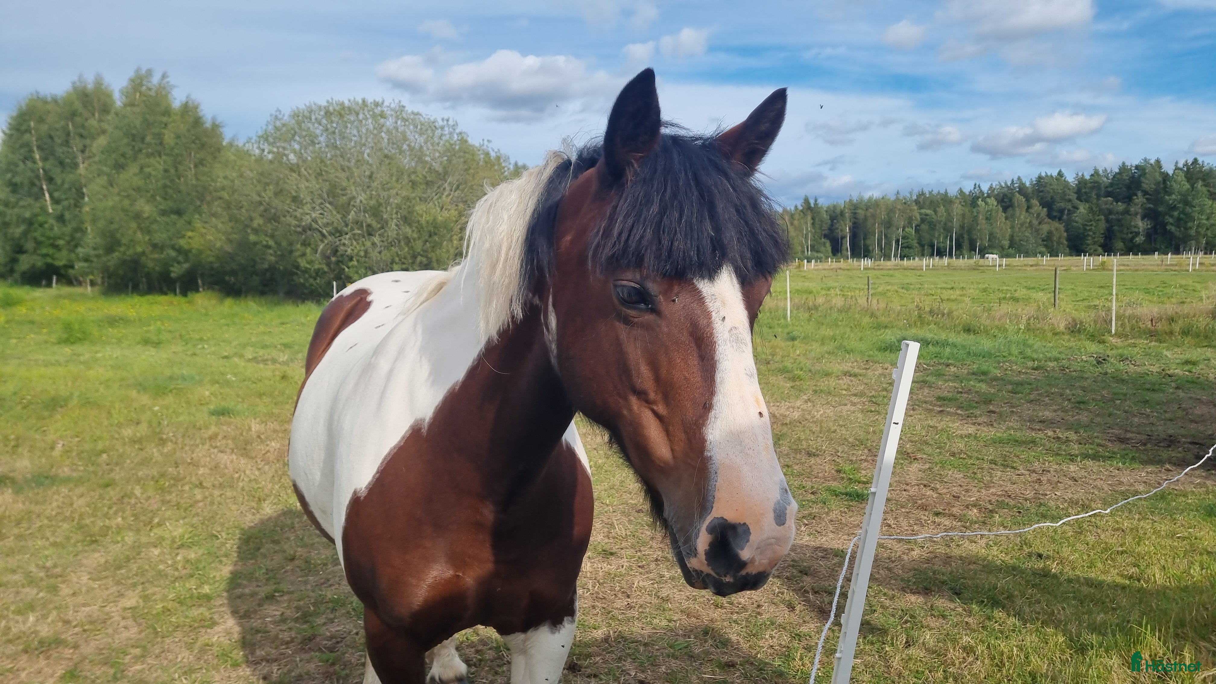  hästar ❤️Fina Blaze N Fire💥 - Annons 16