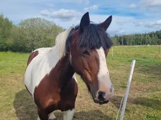 hästar ❤️Fina Blaze N Fire💥 - Annons 16