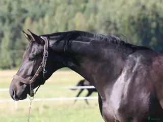 hästar Talang redo att sätta igång efter BH Hotline! - Annons 4