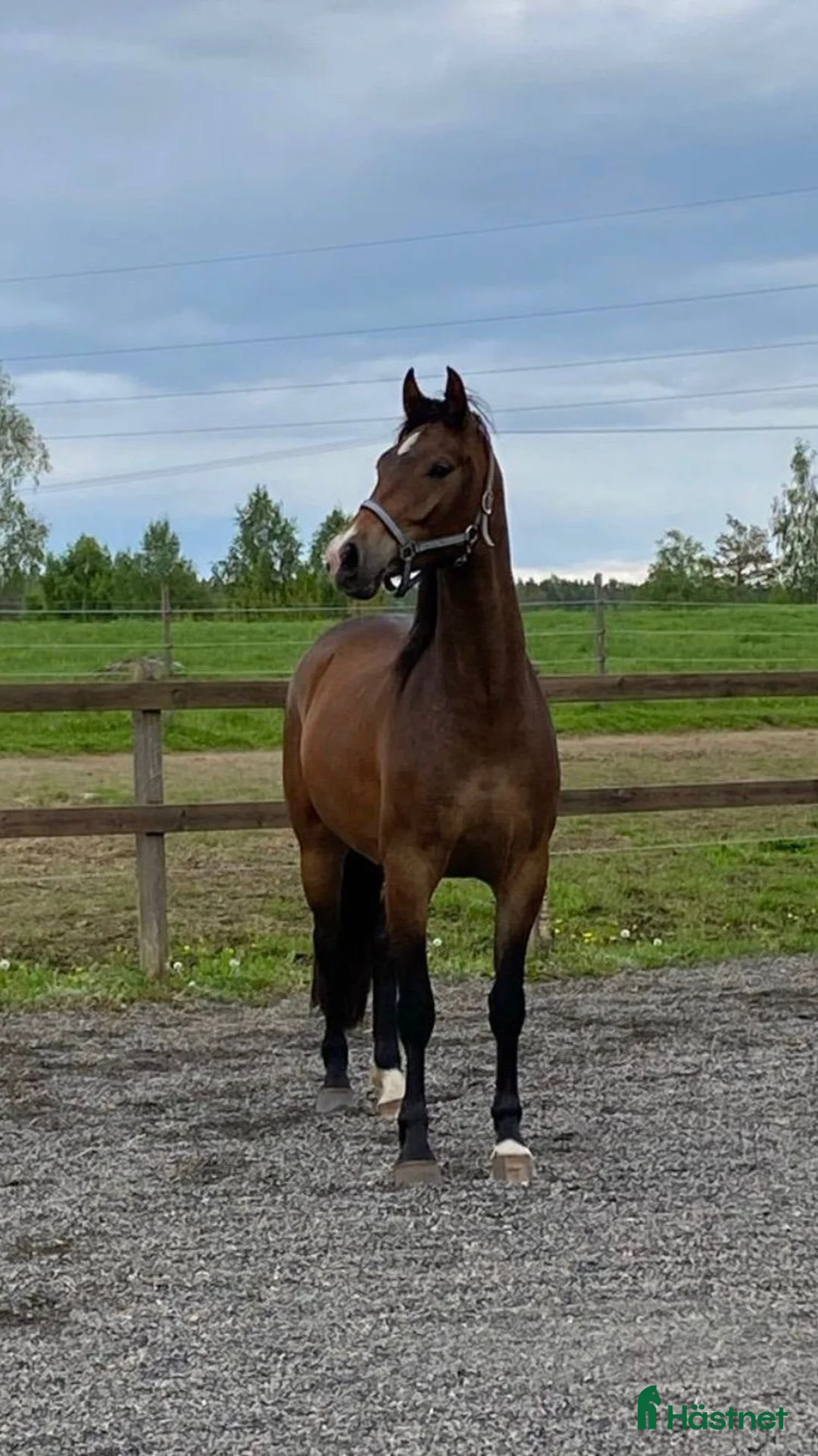 Allround hästar till salu: Din nya bästavän? i Tidaholm - Annons 3