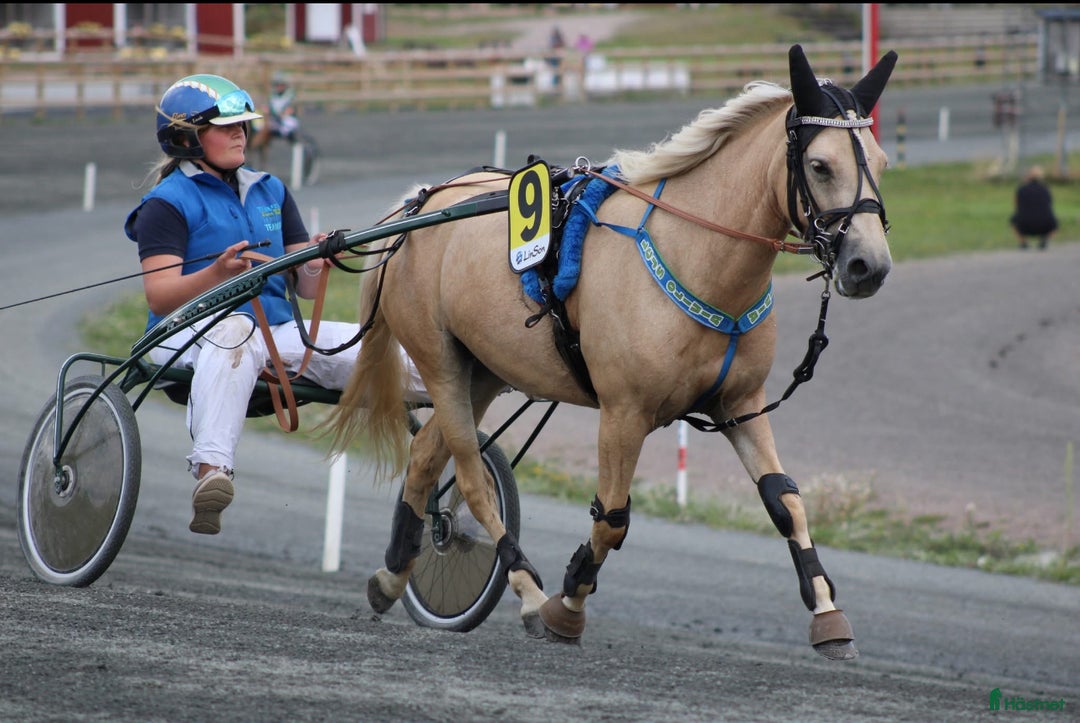 Galleribild {{count}}