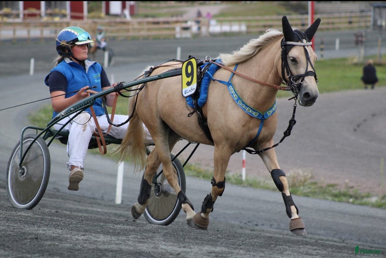 Galleribild {{count}}