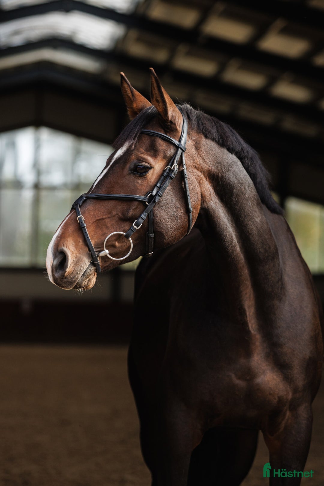 Hoppning hästar till salu: Marvelous all around gelding i Ekerö - Annons 1