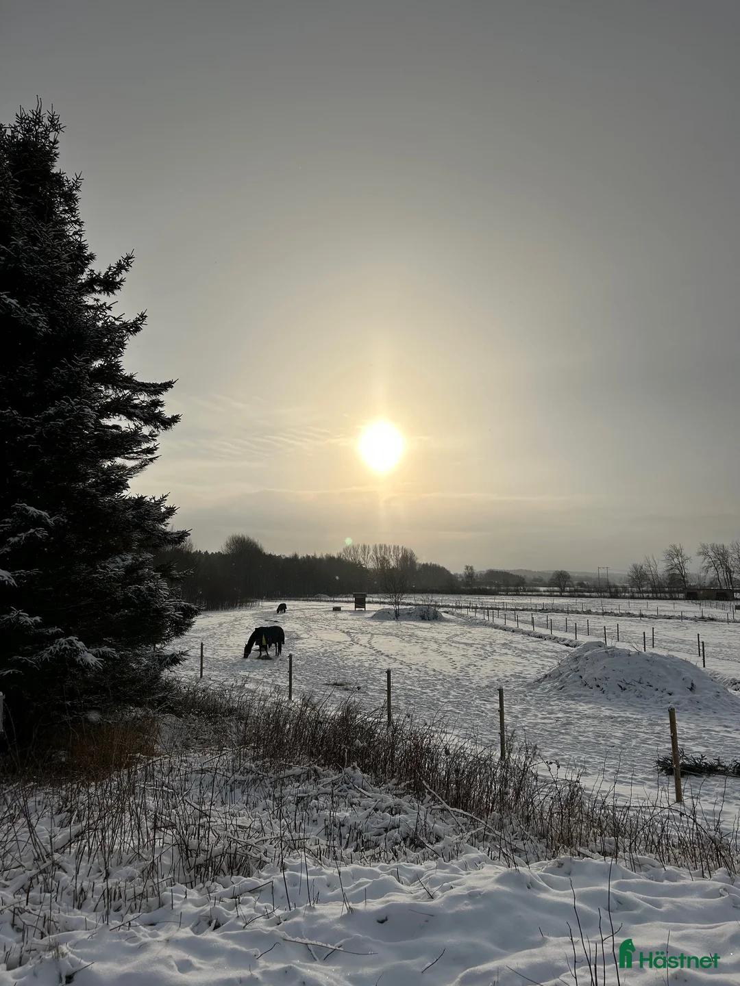  stallplats finnes: Stallplats i Onsala  i Onsala - Annons 9