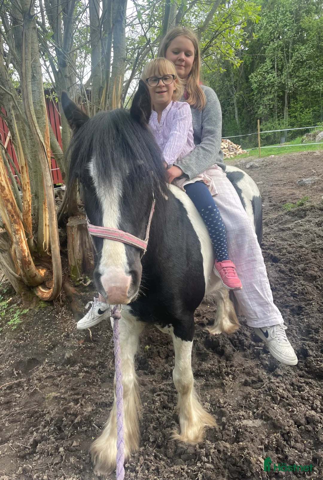 Allround hästar sökes: Söker ungponny kat B - Annons 1