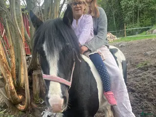 Allround hästar sökes: Söker ungponny kat B - Annons 1