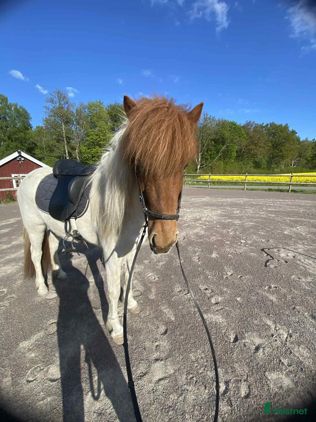 Island hästar till salu: Vackert sto - Annons 5