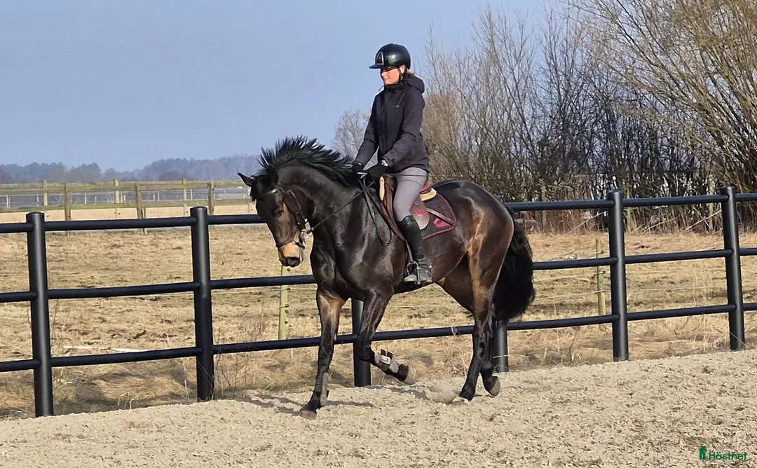 Allround hästar till salu: Dressyr 5års valack allround - Annons 1