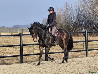 hästar Dressyr 5års valack allround - Annons 20