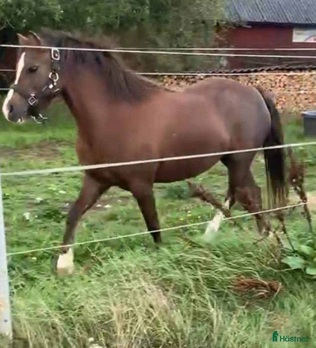 Allround hästar till salu: 2 fina unga Welshponnys kat B - Annons 1