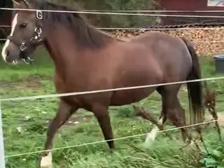 Allround hästar till salu: 2 fina unga Welshponnys kat B - Annons 2