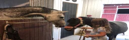  stallplats finnes: Stallplats Norra Sorunda - Annons 5