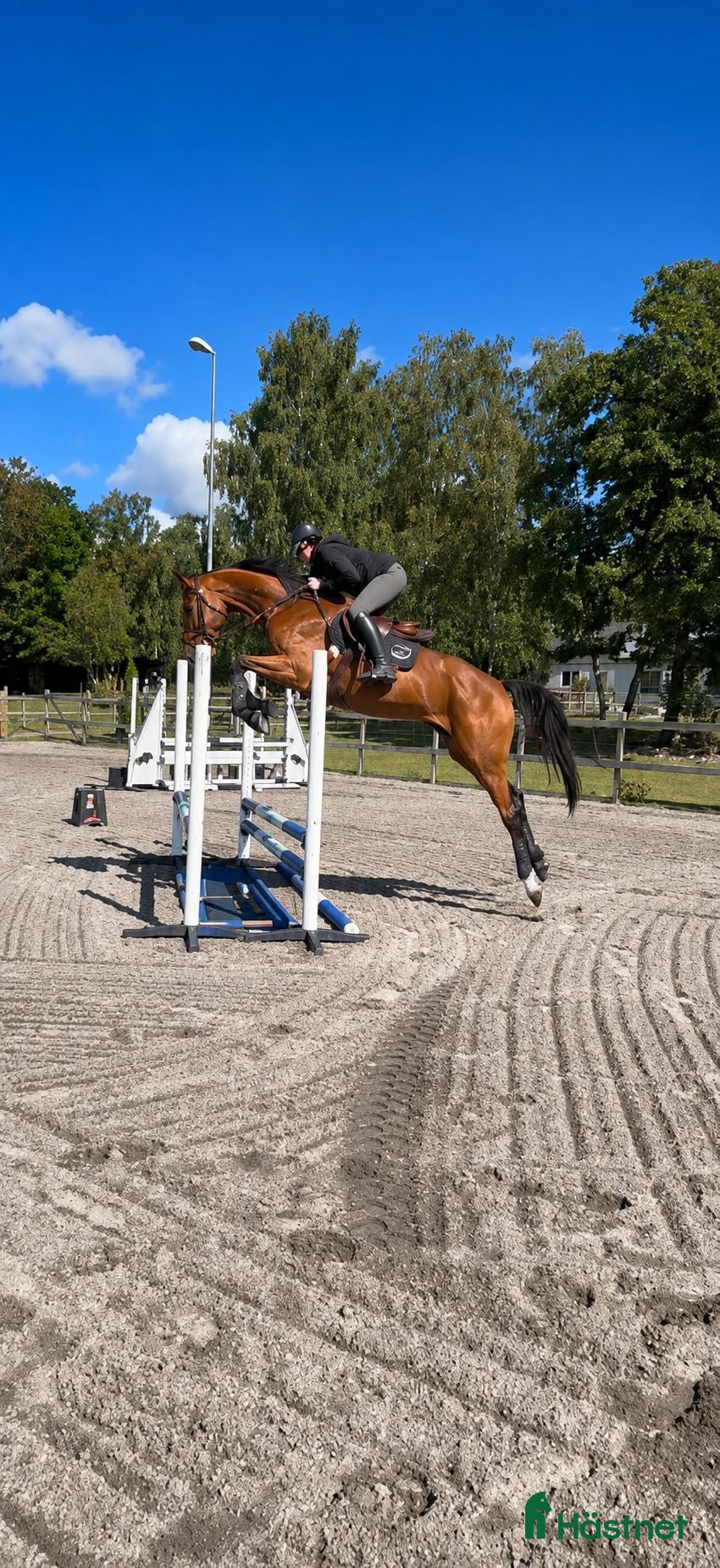  hästar Lovande 4 åring  - Annons 1