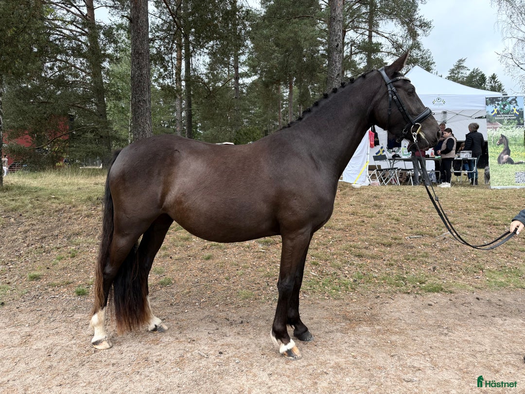 Allround hästar till salu: ✨ Svensk ridponny med framtiden för sig ✨ i Vetlanda - Annons 2