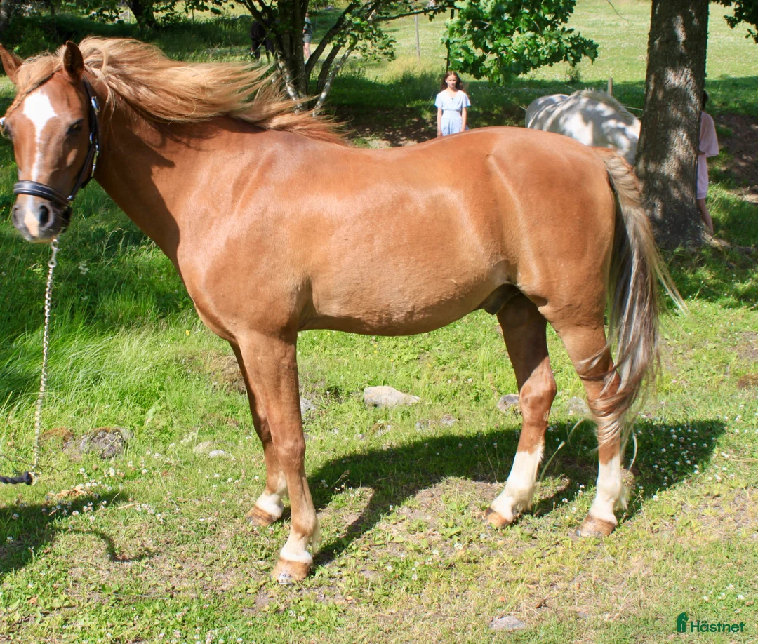 Allround hästar till salu: Träningskompis - Annons 2
