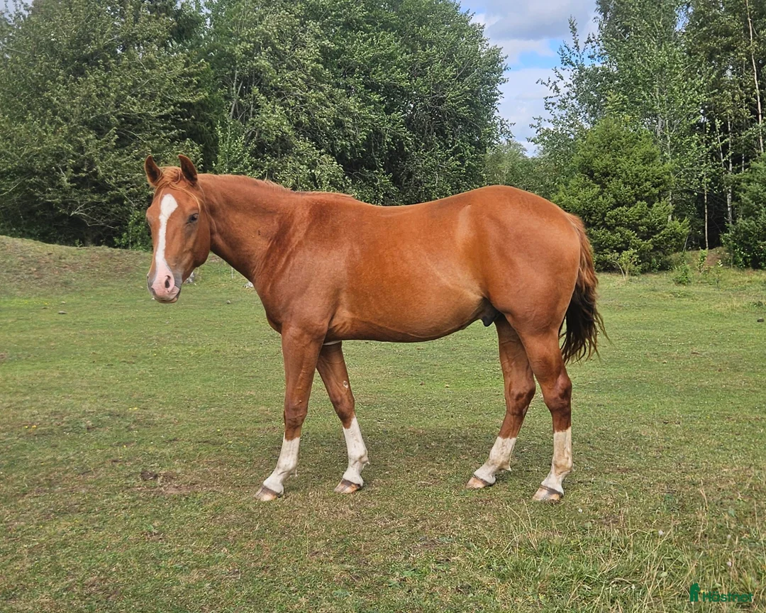 Western hästar till salu: Electric snow-Cromed Out Mercedes  - Annons 1