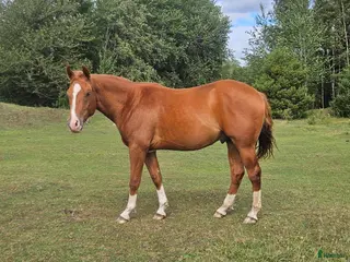 hästar Electric snow-Cromed Out Mercedes - Annons 2