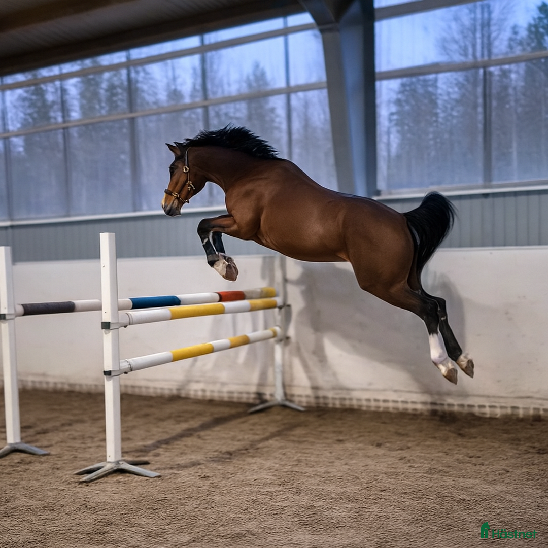 Hoppning hästar till salu: Afterbeat EM – lovande hopptalang efter Heartbeat i Enköping - Annons 1