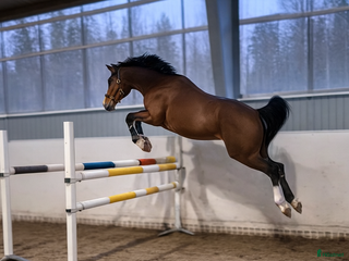 hästar Afterbeat EM – lovande hopptalang efter Heartbeat i Enköping - Annons 5