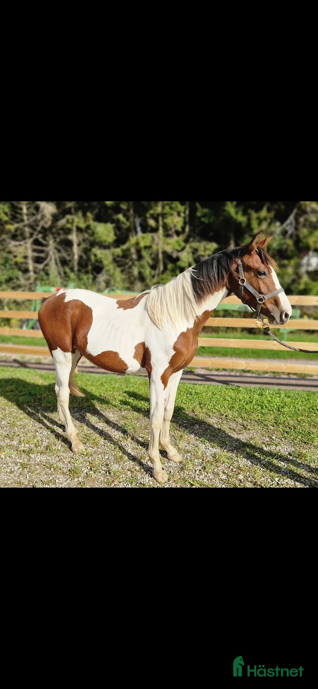Allround hästar till salu: ⭐️ Gyllens Rambo ⭐️ i Svedala - Annons 3