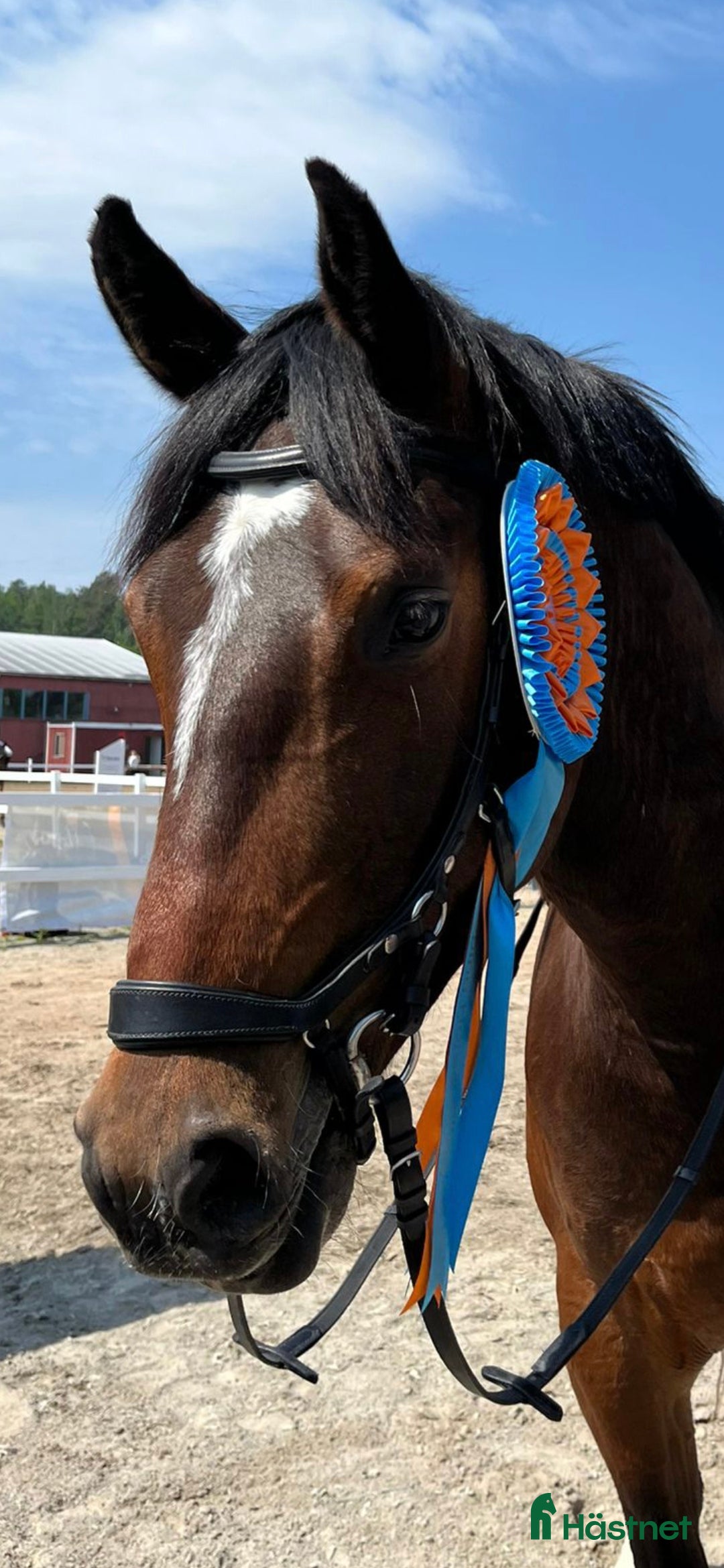 Hoppning hästar till salu: Kvalitativ 5-åring till salu  i Norrköping - Annons 3