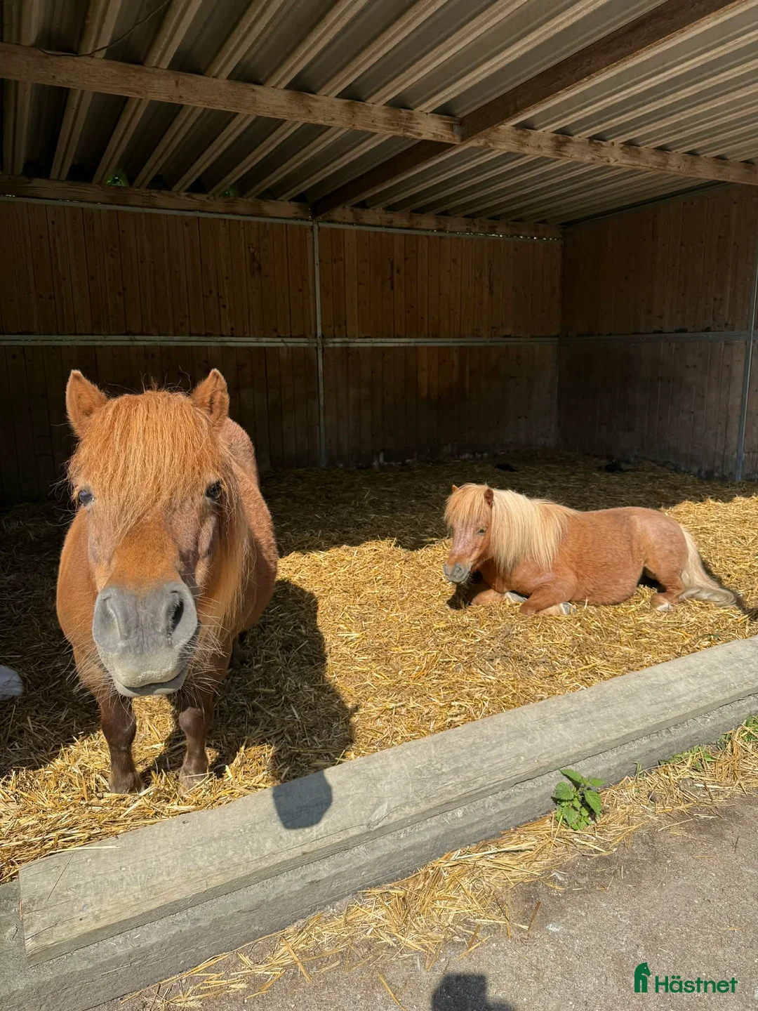  stallplats finnes: Lösdrift för a- och b-ponny Östertälje  i Södertälje - Annons 2