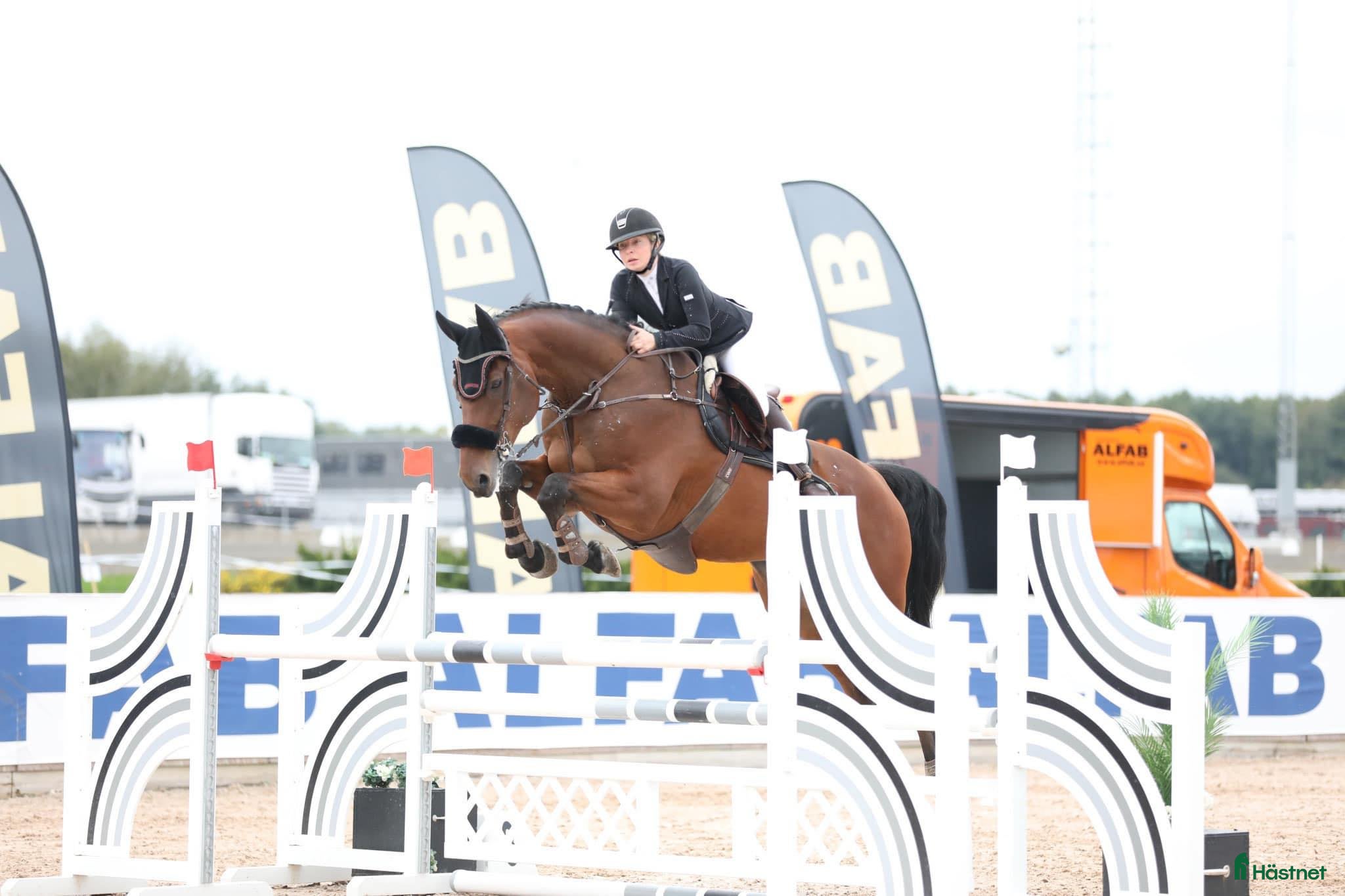  hästar Fin hopphäst med stor kapacitet - Annons 4