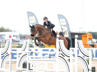 hästar Fin hopphäst med stor kapacitet - Annons 4