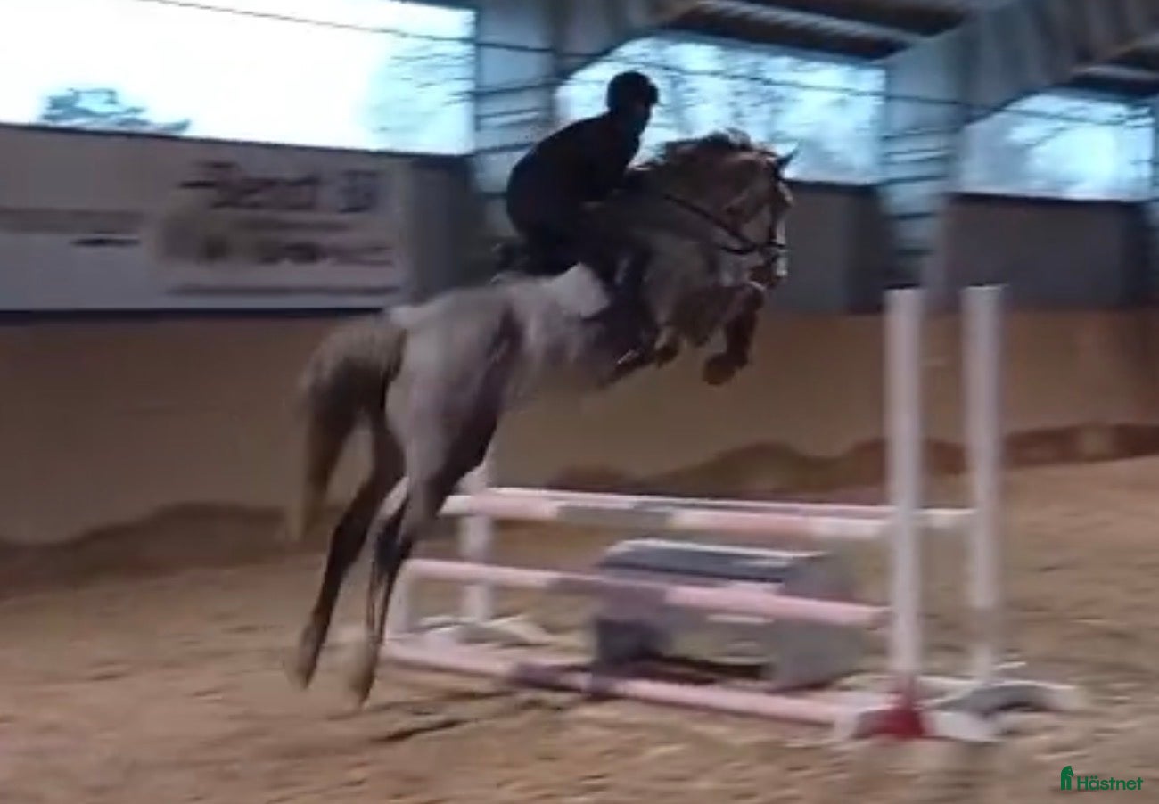 Hoppning hästar till salu: Sto med stor potential  - Annons 1