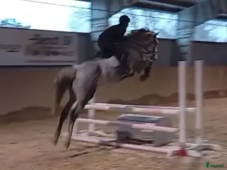 Hoppning hästar till salu: Sto med stor potential - Annons 1