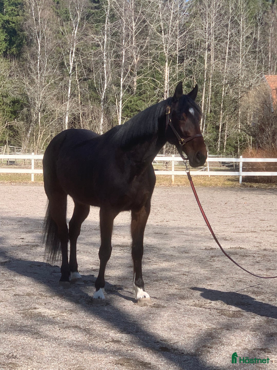 Övrigt hästar till salu: Supersnäll travare i Täby - Annons 4