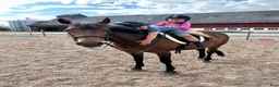 Allround hästar sökes: Söker b eller c ponny  i Motala - Annons 2